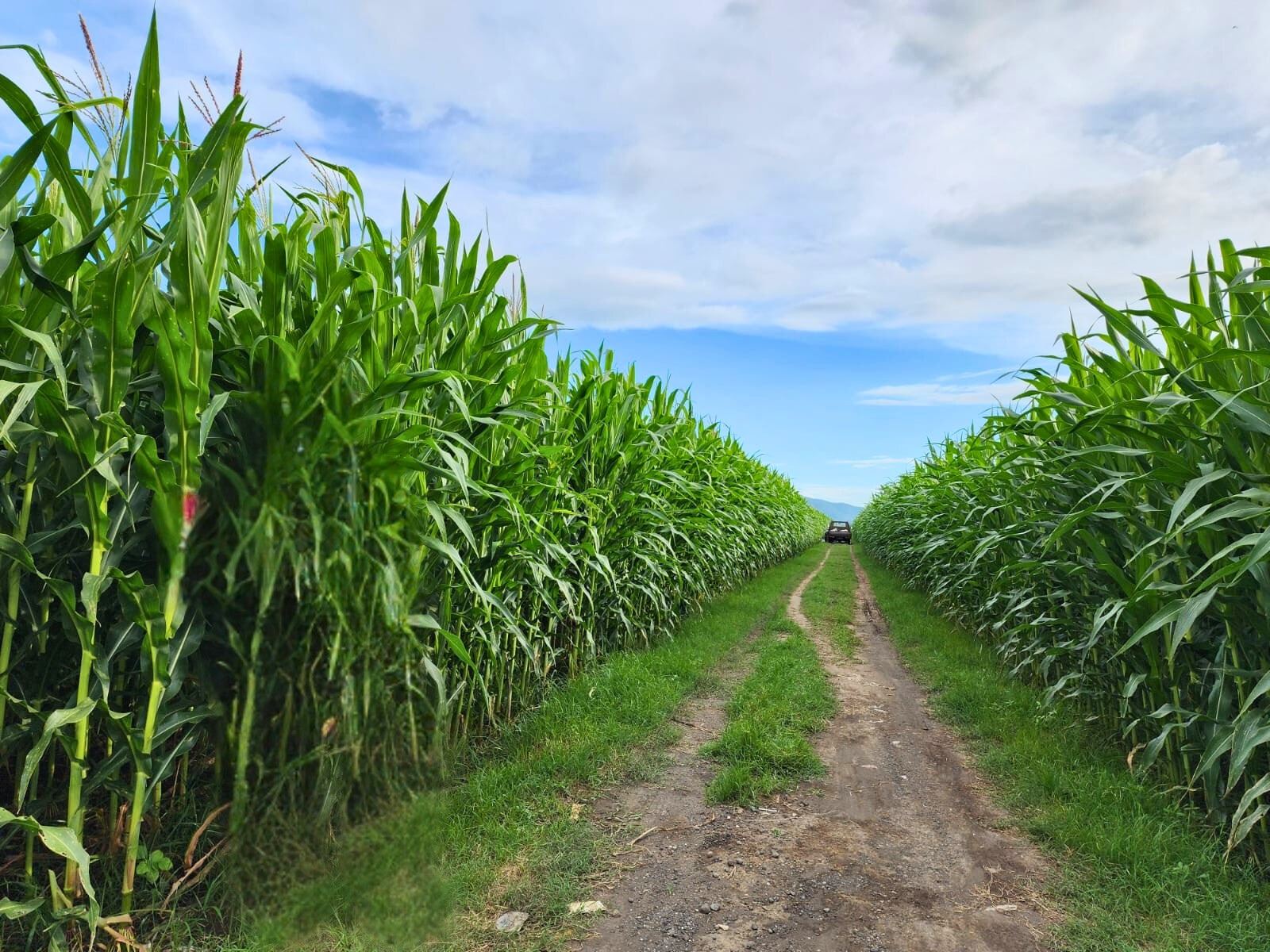 Project Jagung Ketujuh