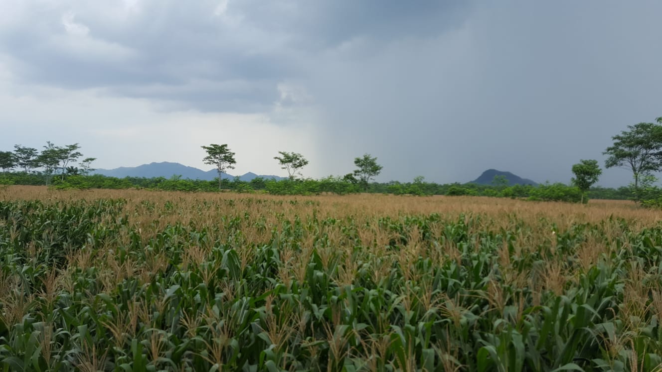 Project Jagung Kedua