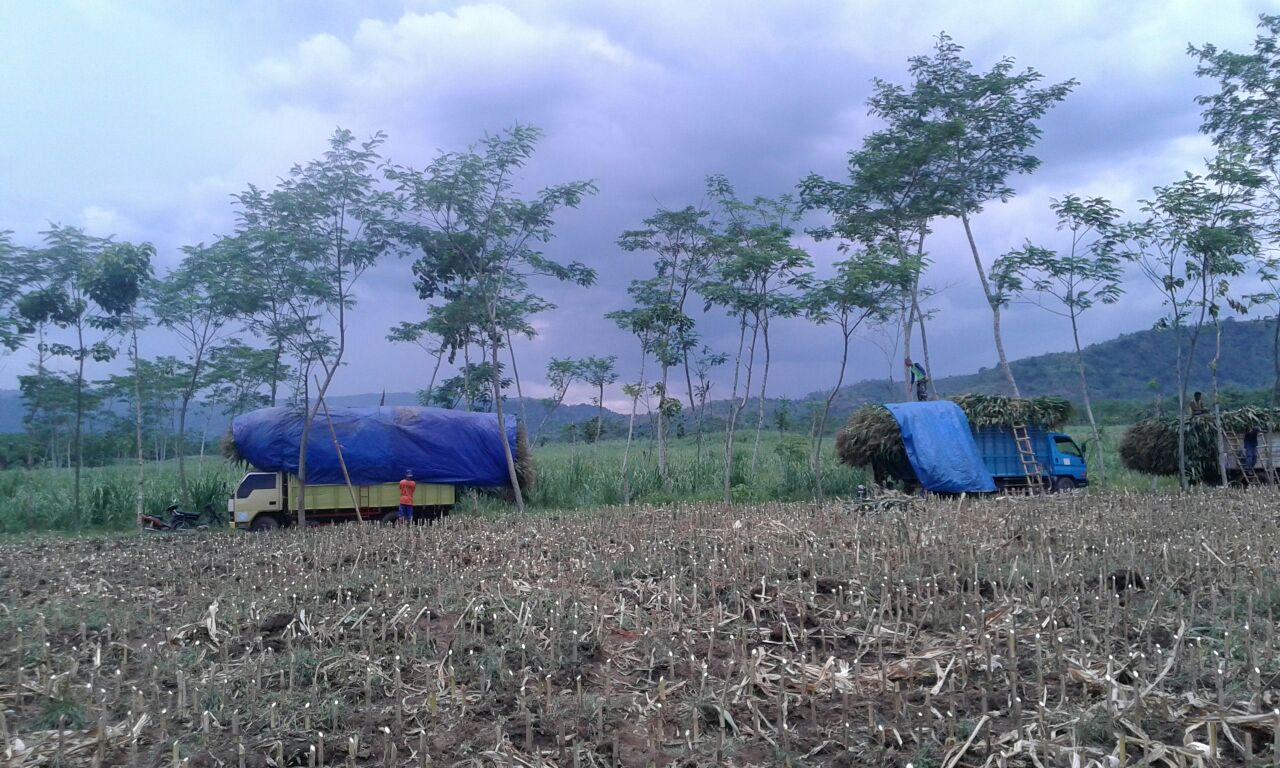 Project Jagung Kelima